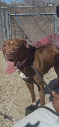 Lost Female Dog last seen 17th avenue , Rockford, IL 61104