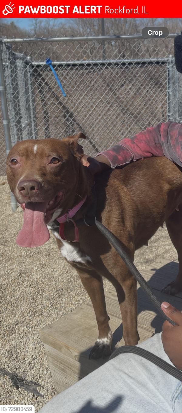 Lost Female Dog last seen 17th avenue , Rockford, IL 61104