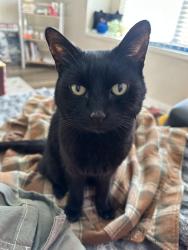 Lost Female Cat last seen apt 40A, Big Rapids, MI 49307
