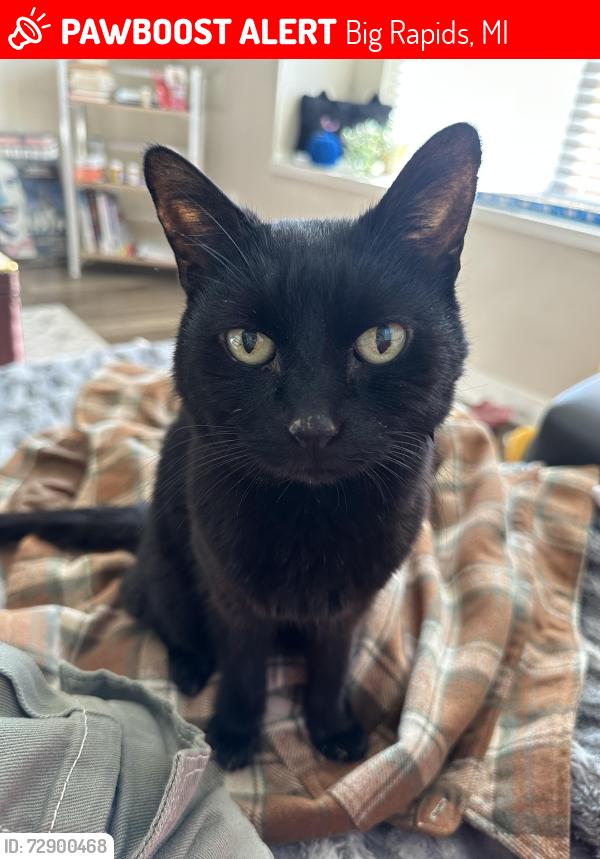 Lost Female Cat last seen apt 40A, Big Rapids, MI 49307