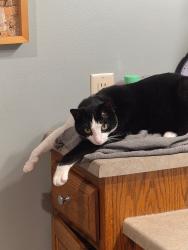 Lost Male Cat last seen Pasque flower and east switch grass, Brandon, SD 57005