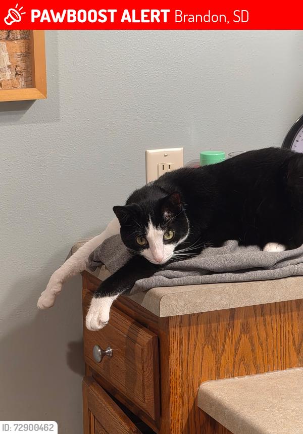 Lost Male Cat last seen Pasque flower and east switch grass, Brandon, SD 57005