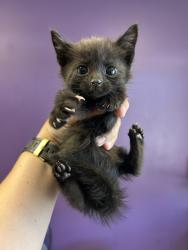 Shelter Stray Male Cat last seen Near S 4900 W, Kearns Township, UT, 84118, Taylorsville, UT 84123
