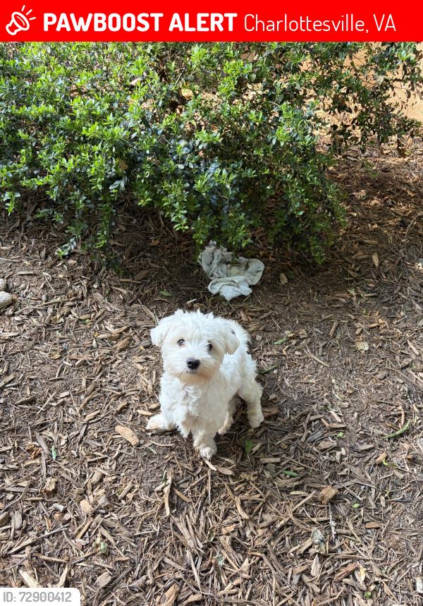 Lost Male Dog last seen Near Autumn Winds Lane, Charlottesville, VA 22903