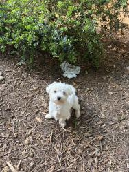 Lost Male Dog last seen Near Autumn Winds Lane, Charlottesville, VA 22903
