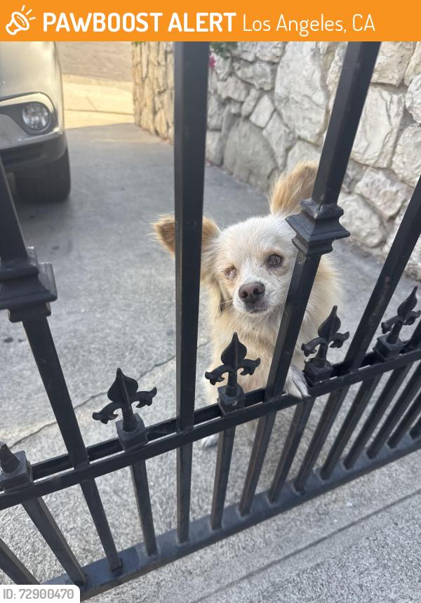 Found/Stray Unknown Dog last seen Fresno St & Albertine St 90023, Los Angeles, CA 90023