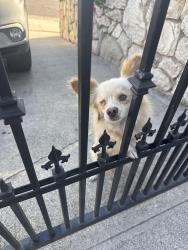 Found/Stray Unknown Dog last seen Fresno St & Albertine St 90023, Los Angeles, CA 90023