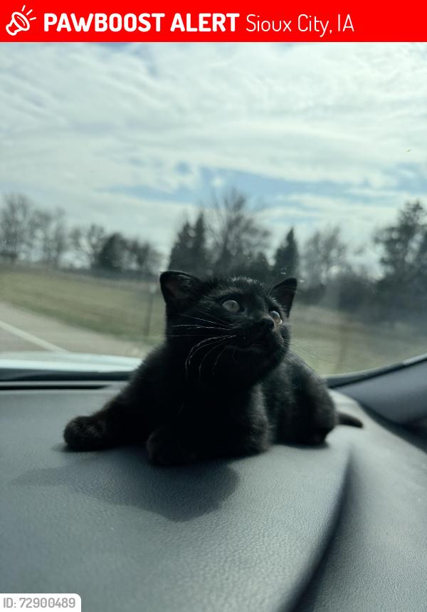 Lost Female Cat last seen Lakeport, Glenn Ave, S Palmetto, Sioux City, IA 51106