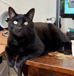 Lost Male Cat last seen E Long St & Brunson , Columbus, OH 43203
