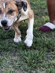 Found/Stray Male Dog last seen white horse rd, Greenville, SC 29617