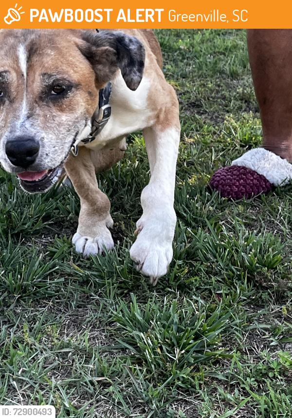Found/Stray Male Dog last seen white horse rd, Greenville, SC 29617