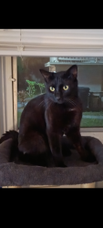 Lost Male Cat last seen 58th Ave and 35th way North Pinellas Park FL , Lealman, FL 33714