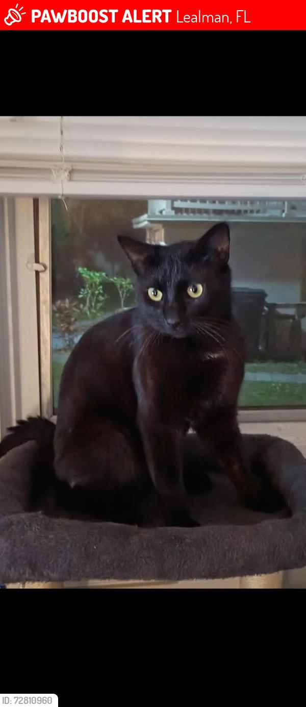 Lost Male Cat last seen 58th Ave and 35th way North Pinellas Park FL , Lealman, FL 33714