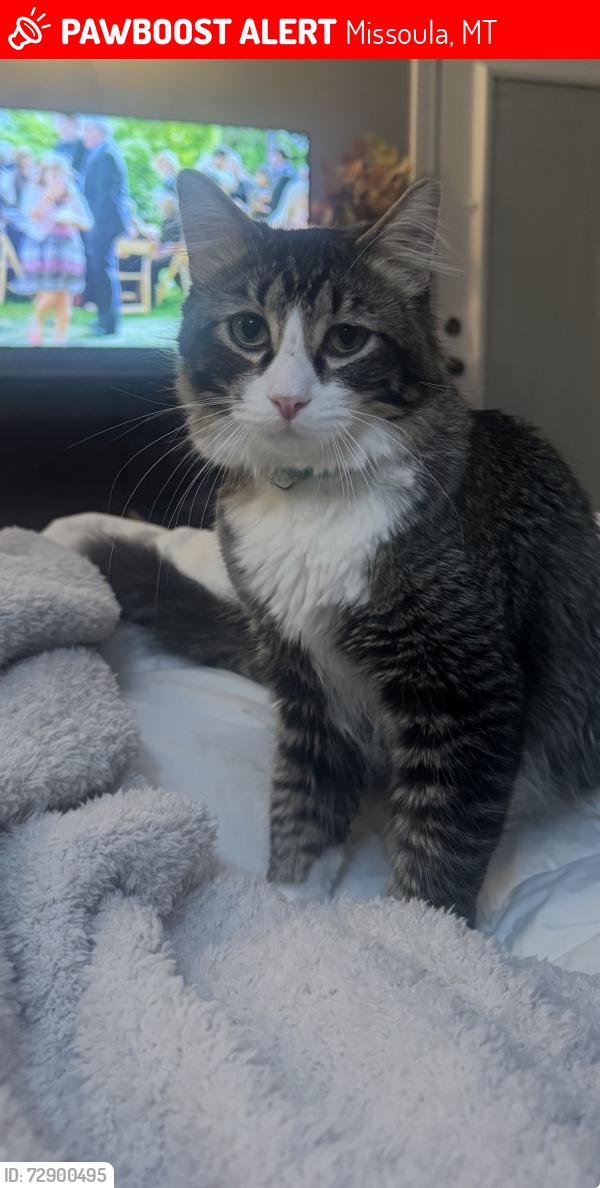 Lost Male Cat last seen Parkwood drive , Starwood drive , Missoula, MT 59808