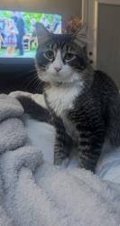Lost Male Cat last seen Parkwood drive , Starwood drive , Missoula, MT 59808