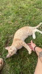 Lost Male Cat last seen JJs boiling shack, Lafayette, LA 70506