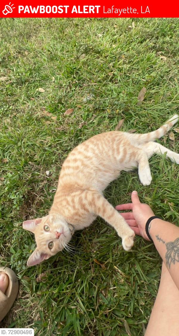 Lost Male Cat last seen JJs boiling shack, Lafayette, LA 70506