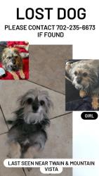 Lost Female Dog last seen Twain & Mountain Vista, Paradise, NV 89121