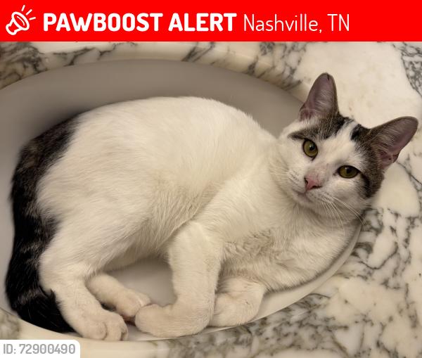Lost Male Cat last seen Freda Villa and Oakland Acres Drive, Nashville, TN 37115