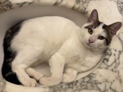 Lost Male Cat last seen Freda Villa and Oakland Acres Drive, Nashville, TN 37115