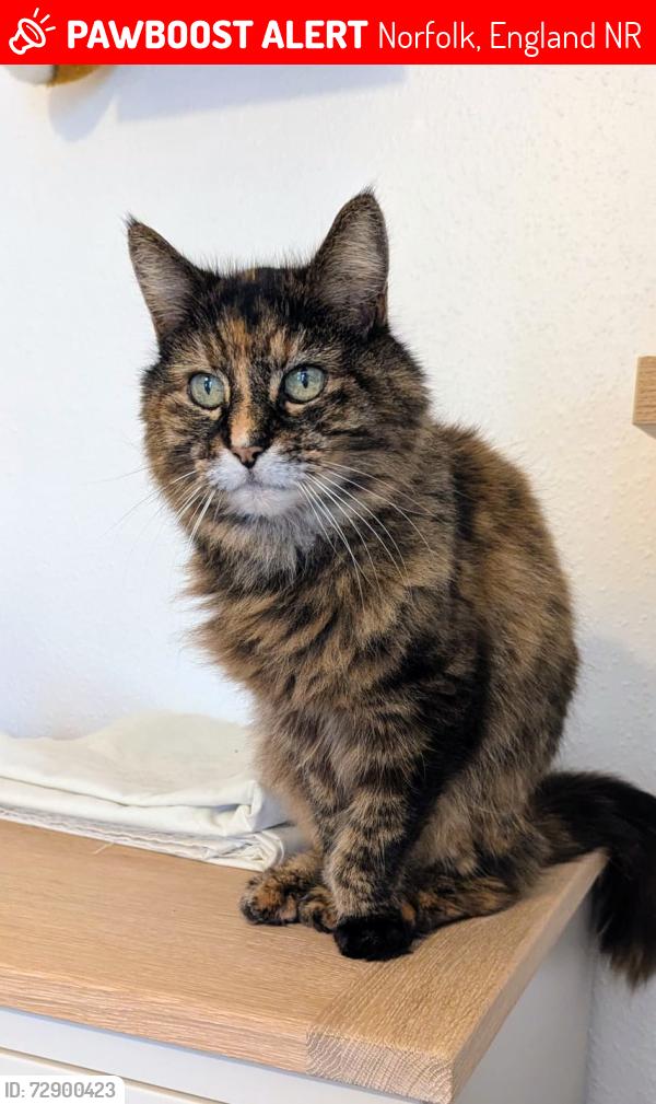 Lost Female Cat last seen Marlborough Road Norwich , Norfolk, England NR3