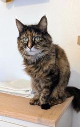Lost Female Cat last seen Marlborough Road Norwich , Norfolk, England NR3