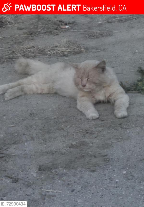 Lost Male Cat last seen Wilson Ave. and Chester, Bakersfield, CA 93307