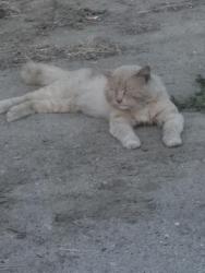 Lost Male Cat last seen Wilson Ave. and Chester, Bakersfield, CA 93307