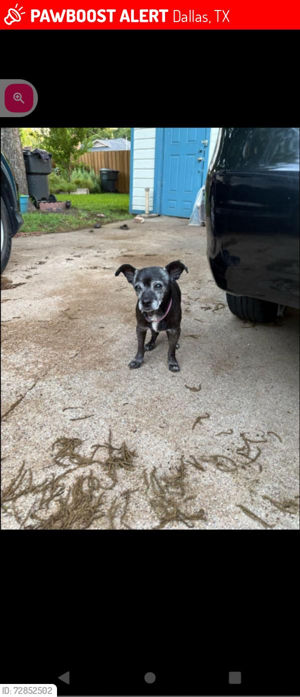Lost Male Dog last seen Walnut Hill and Marsh Lane, Dallas, TX 75220