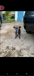 Lost Male Dog last seen Walnut Hill and Marsh Lane, Dallas, TX 75220