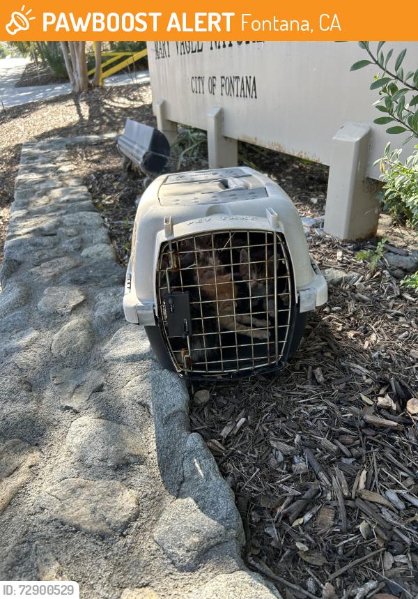 Found/Stray Unknown Cat last seen Cypress/ Nature Center in Fontana. Mary Vagle, Fontana, CA 92337