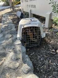 Found/Stray Unknown Cat last seen Cypress/ Nature Center in Fontana. Mary Vagle, Fontana, CA 92337