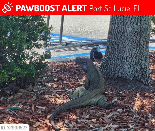 Lost Male Reptile last seen Import, Port St. Lucie, FL 34987