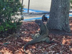 Lost Male Reptile last seen Import, Port St. Lucie, FL 34987