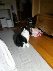 Lost Female Cat last seen School Avenue, Dundalk, MD 21222