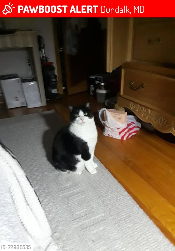 Lost Female Cat last seen School Avenue, Dundalk, MD 21222