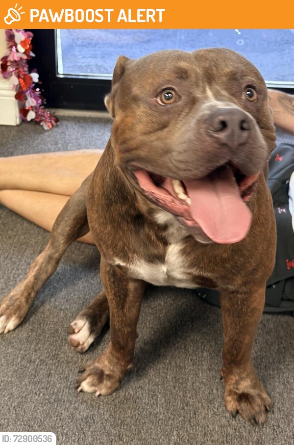 Found/Stray Male Dog last seen Okeechobee and Congress , West Palm Beach, FL 33409