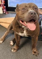 Found/Stray Male Dog last seen Okeechobee and Congress , West Palm Beach, FL 33409