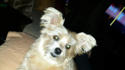 Lost Male Dog last seen Beckville highschool, Beckville, TX 75631