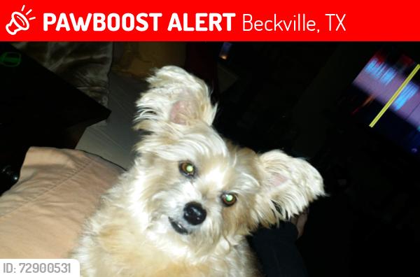 Lost Male Dog last seen Beckville highschool, Beckville, TX 75631