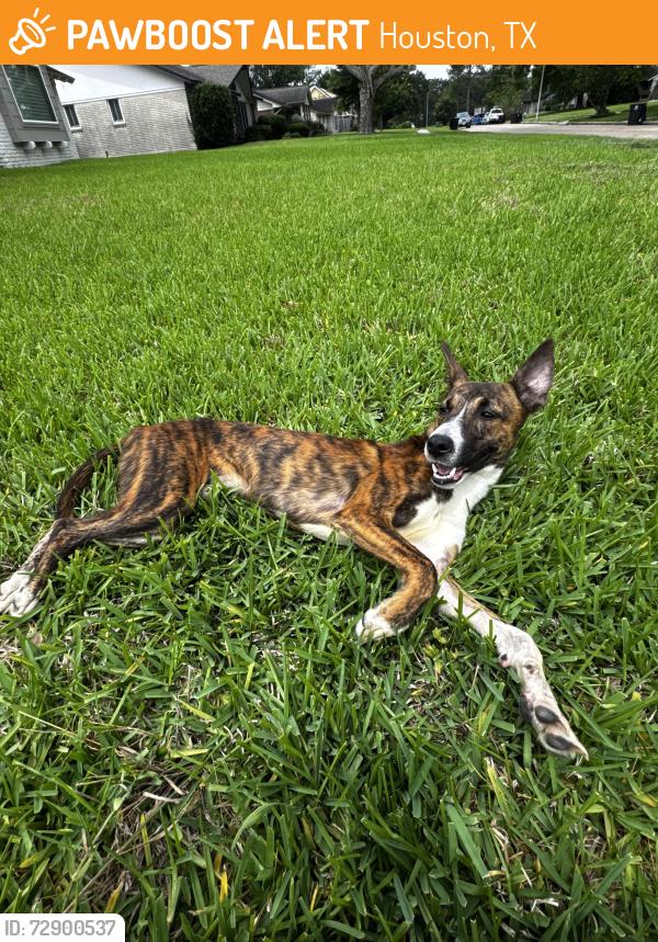 Found/Stray Male Dog last seen Moonmist dr, Houston, TX 77036