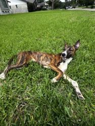 Found/Stray Male Dog last seen Moonmist dr, Houston, TX 77036
