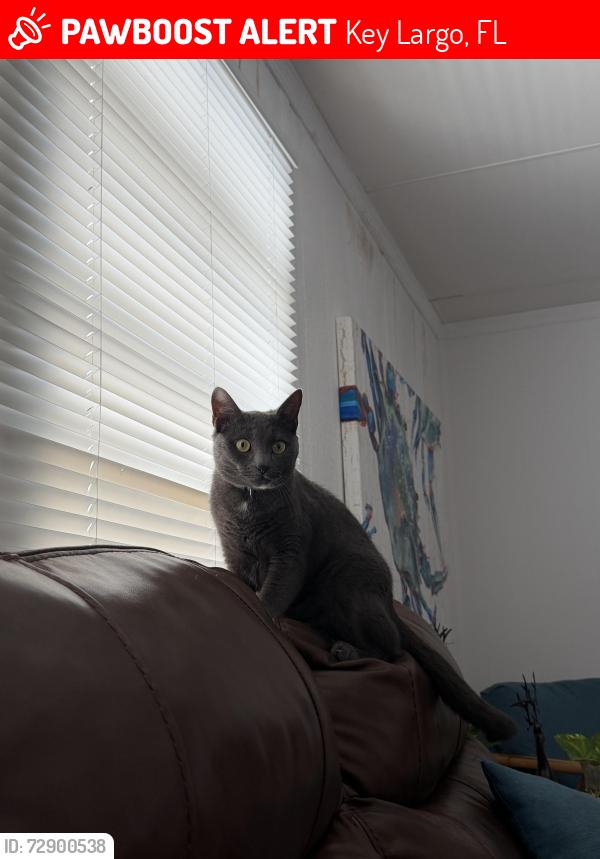 Lost Male Cat last seen Long key rd, grassy rd, overseas hwy, Key Largo, FL 33037