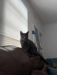 Lost Male Cat last seen Long key rd, grassy rd, overseas hwy, Key Largo, FL 33037