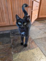 Found/Stray Male Cat last seen E Baltimore St and N Kenwood Ave, Baltimore, MD 21224