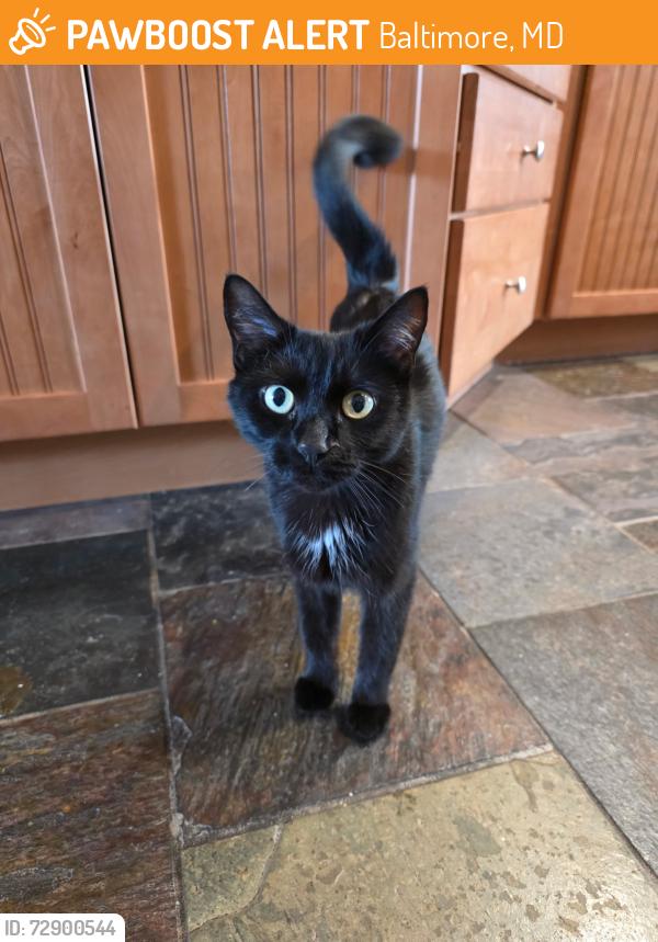 Found/Stray Male Cat last seen E Baltimore St and N Kenwood Ave, Baltimore, MD 21224