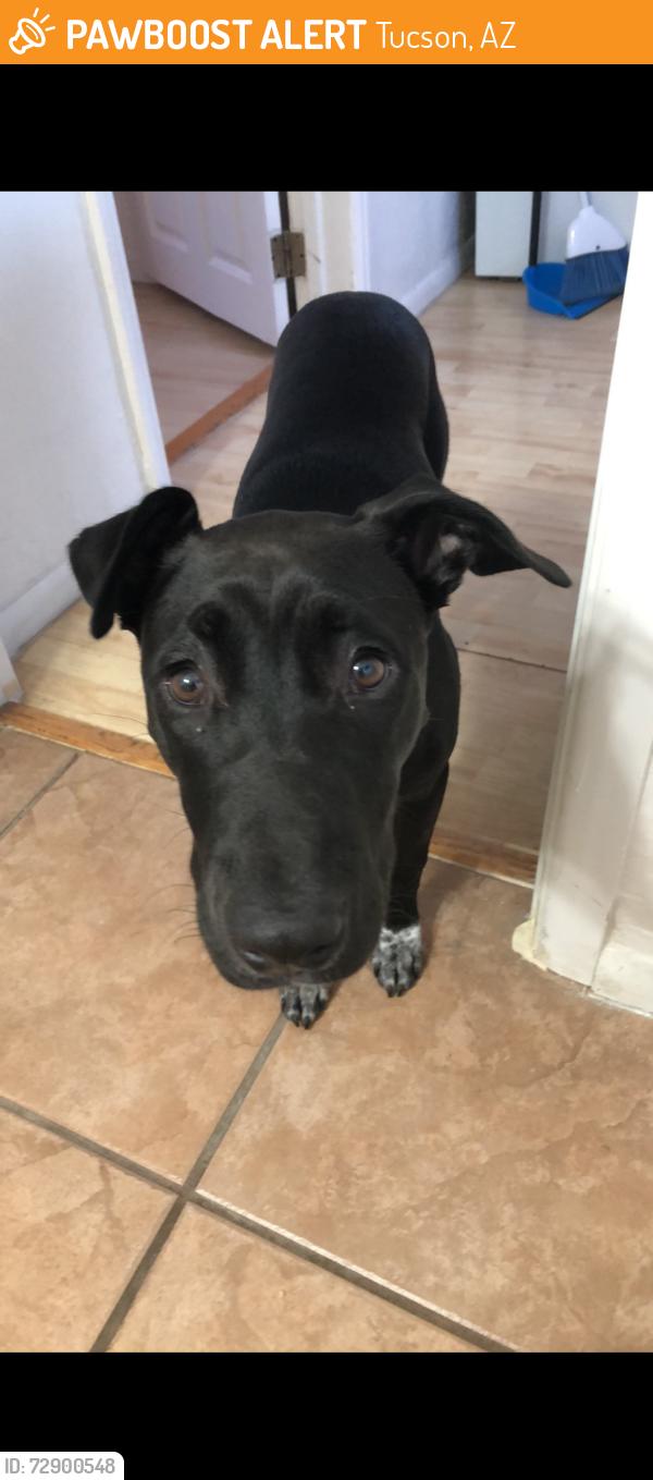 Found/Stray Female Dog last seen Grant & 1st, Tucson, AZ 85719