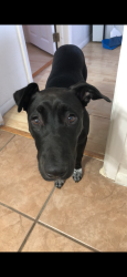 Found/Stray Female Dog last seen Grant & 1st, Tucson, AZ 85719