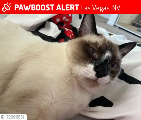 Lost Male Cat last seen Tropicana and eastern, Las Vegas, NV 89120