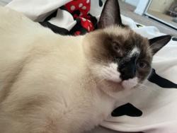 Lost Male Cat last seen Tropicana and eastern, Las Vegas, NV 89120